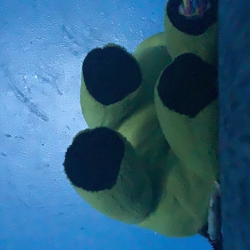 Webkinz Classic Zombie Pup